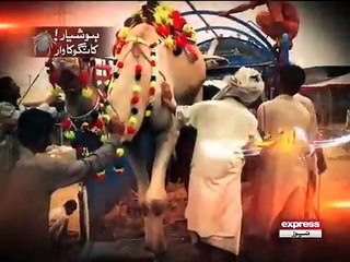 Before Buying Sacrificial Animal Take Care Your Self From Kangoo Virus - Copy