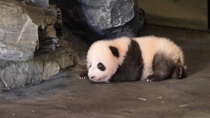 Un panda fait ses premiers pas
