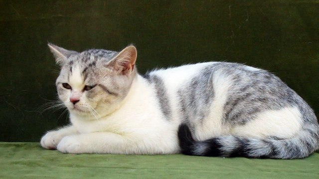 british-shorthair-chaton a-vendre-myles-31082018-z (14)