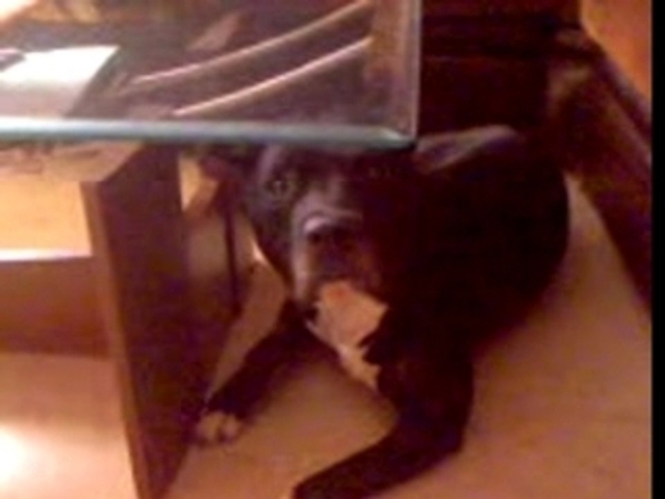chien qui chante