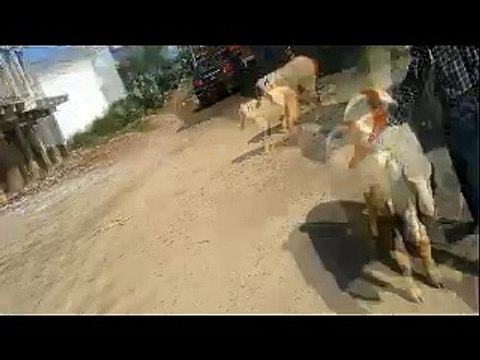 ye dosti hum nahi todenge eid ul azha 2016