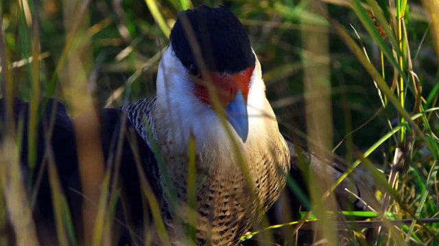 УНИКАЛЬНОЕ ВИДЕО о хищных птицах в 4К