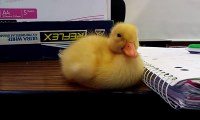 Baby Duck Can t Stay Awake
