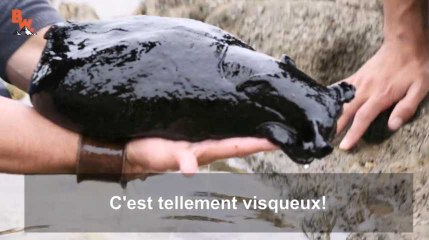 Cette limace de mer est aussi grosse qu'un chat