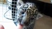 Baby Jaguar (Cub) Chews Finger Then  Roars  a Baby Roar