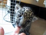 Baby Jaguar (Cub) Chews Finger Then  Roars  a Baby Roar