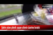 Şahin yılanı piknik yapan ailenin üzerine bıraktı