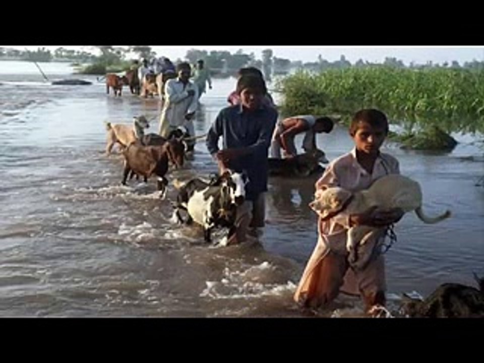 Ghost trees of Pakistan_Trees look creepy after effect of flood_in urdu_urdu tv