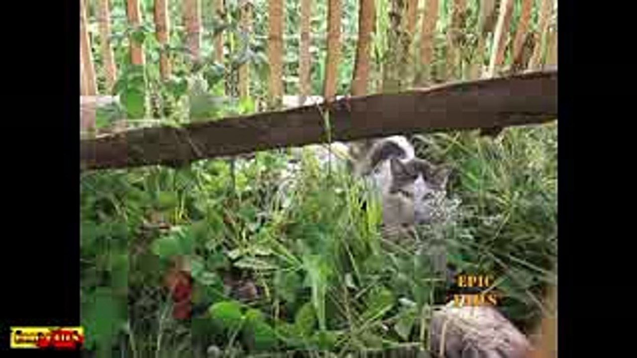 Funny Cats Rock on fun 2016 Cat fails Funny pets #15 - Video - Vuclip