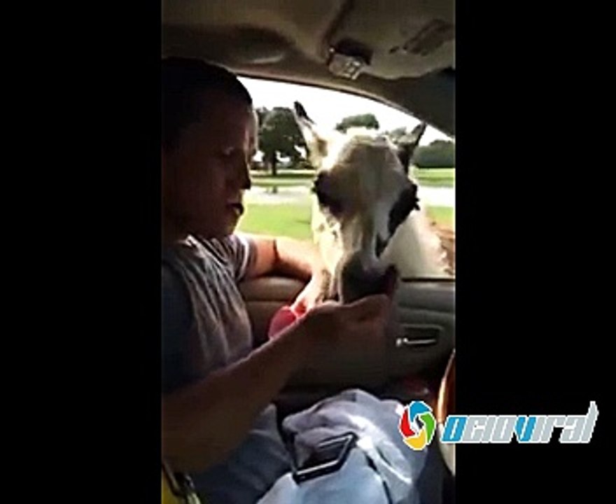Alimentar a la llama