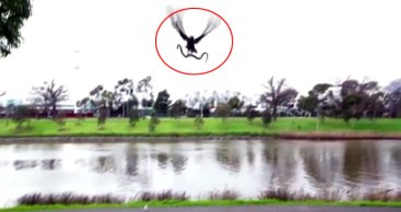 Göl Kenarında Piknik Yapan Ailenin Üzerine Şahin Yılan Attı