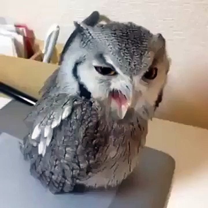 Funny things