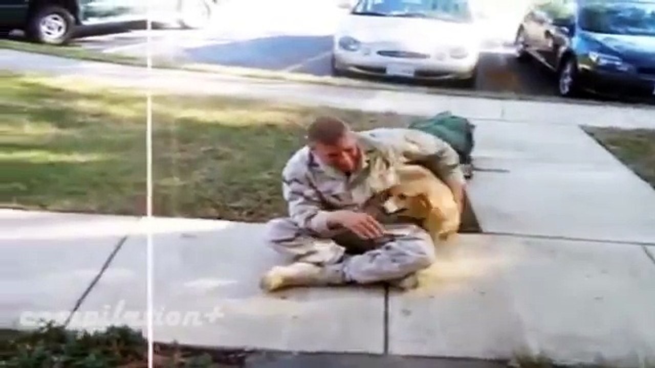 Dogs show Love Compilation