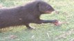 Marsh Mongoose Makes Off With Eggs