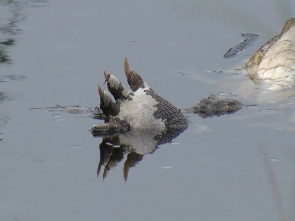 FWC investigating gator beheading