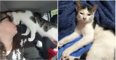 Gato salvo horas antes de ser sacrificado não parou de agradecer à mulher que o resgatou