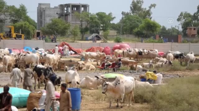 Pakistan'da Kurban Bayramı Hazırlıkları