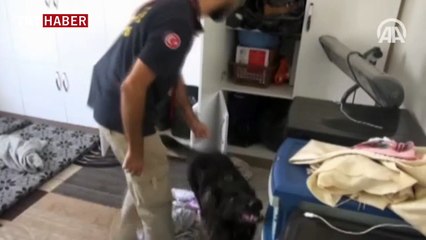 DAİŞ'in bombacısı yakalandı