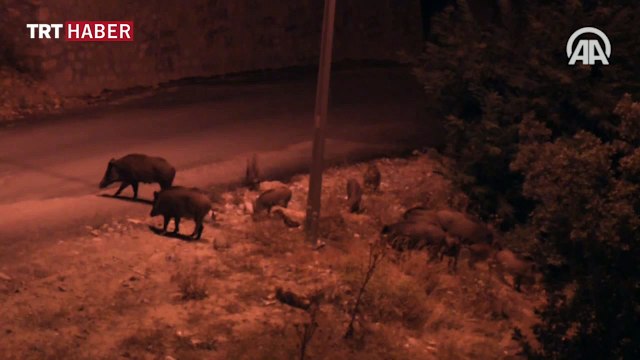 Tunceli'de aç kalan yaban domuzları şehre indi