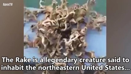 Ένα τερατόμορφο πλάσμα μόλις βγήκε στην επιφάνεια !