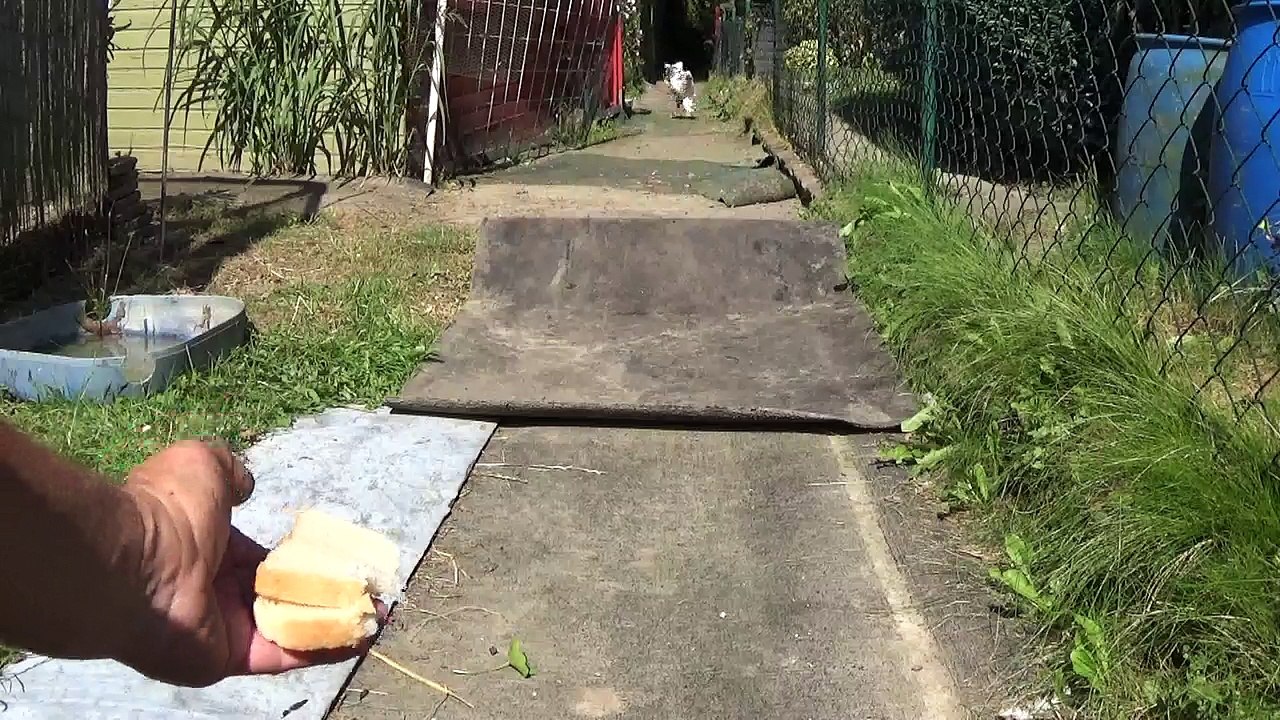 Brahma rennen fürs Fressen