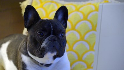 Watch Sleep - #023 Ask Frank: Advice for Dogs. By a Dog.