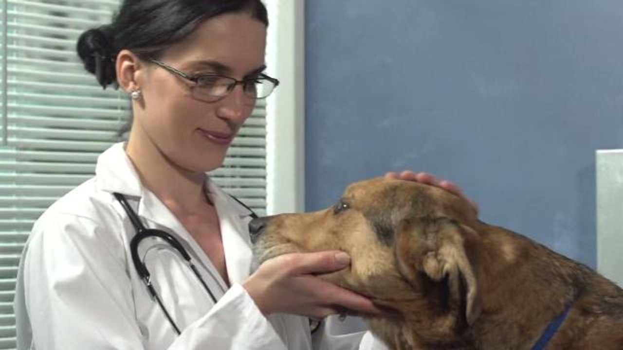 People Admitting to Stealing Meds From Pets