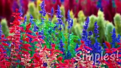 Amor e seu milagres!