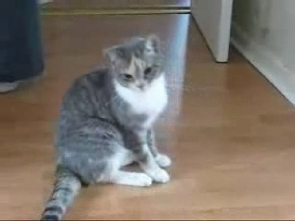 Drunk Kitten