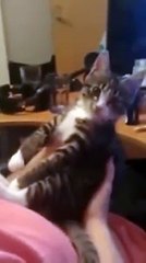 La réaction de ce chaton aux baisers est adorable.