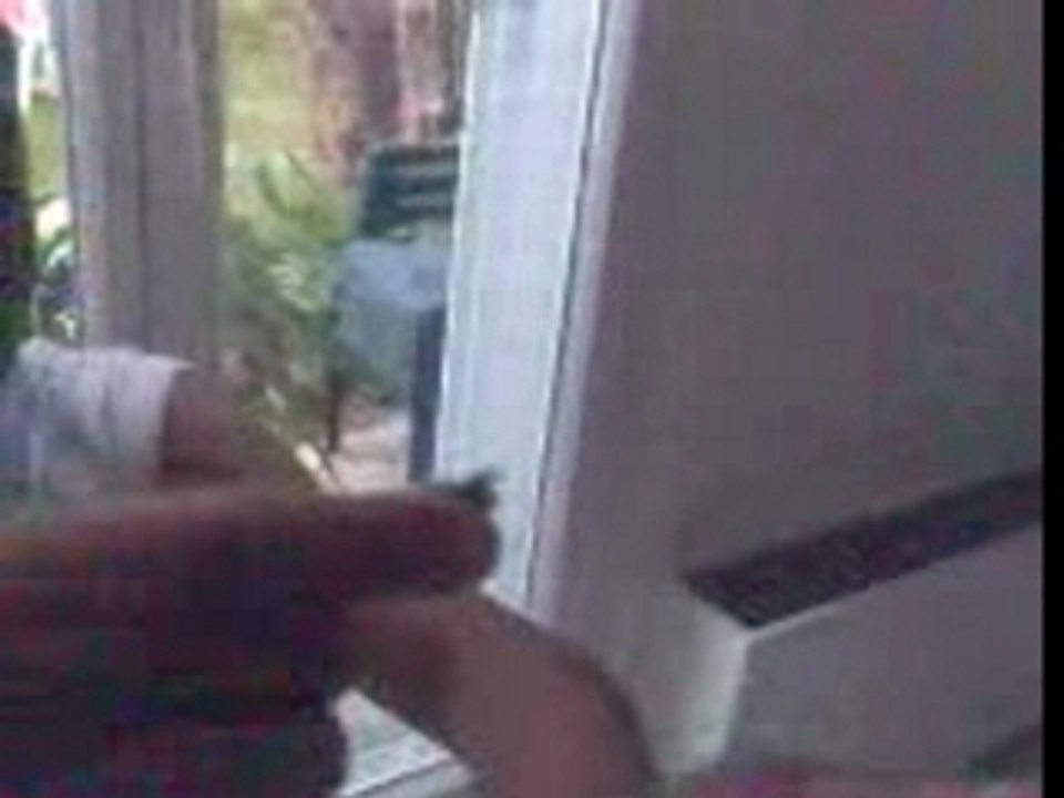 mulet chardonneret inteligent