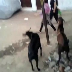Goat dont like girls