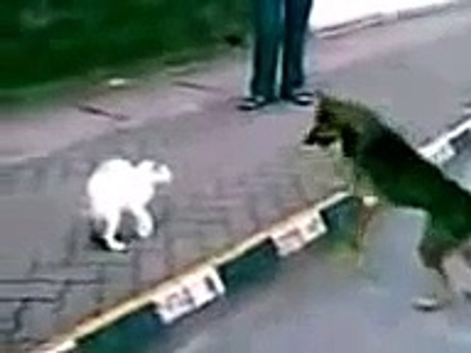 Funny Animals Cat Vs Dog low