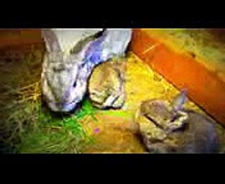 Funny Baby Bunny Rabbits Just 1 week old Funny Babies Bunnies