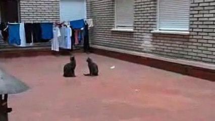 Funny Cat Fight Divertida Pelea de gatos en slow motion low