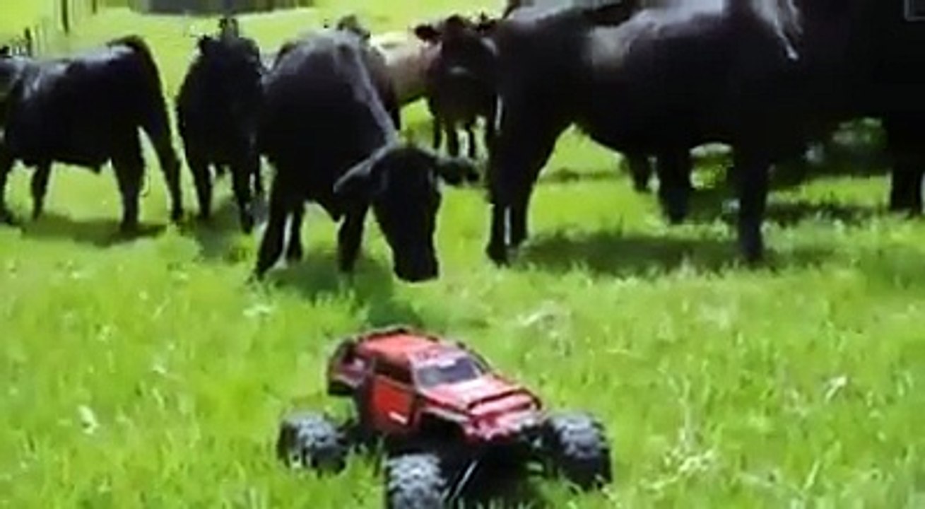 funny cow