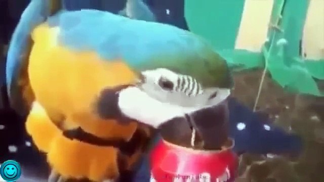 Funny Fails Lol - Funny Fails - Funny Pranks - Funny Videos Part 37