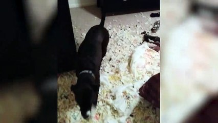 Adorable Dog Makes Impressive Mess