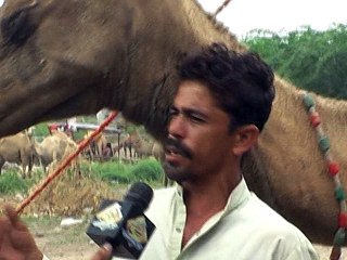 mannanashraf7111AS LIVE CAMEL