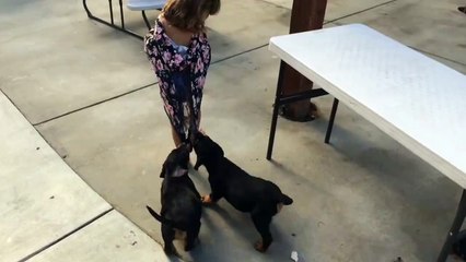 Cute Puppies Want To Play With Little Girl