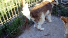 Onesti dogs