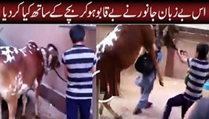 Qurbani Bull jumping on a Boy