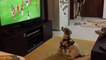 Un chien fan de foot célèbre la victoire de son équipe favorite