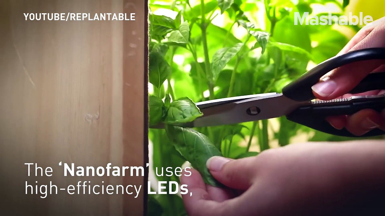 How to turn your kitchen into a tiny produce farm RepostLike Mashable