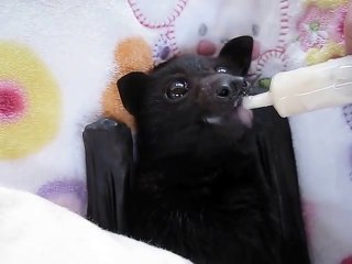 Ce bébé chauve souris adore le smoothie à la banane !