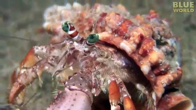 Un bernard l'hermite change de coquille avec ses anémones