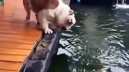 Un bouledogue tombe dans un bassin rempli de poisson