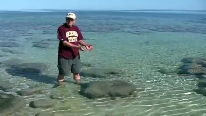 L'origine du mot Stromatolithe (anglais)