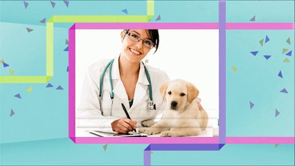 Best Pet Boarding in Wellington