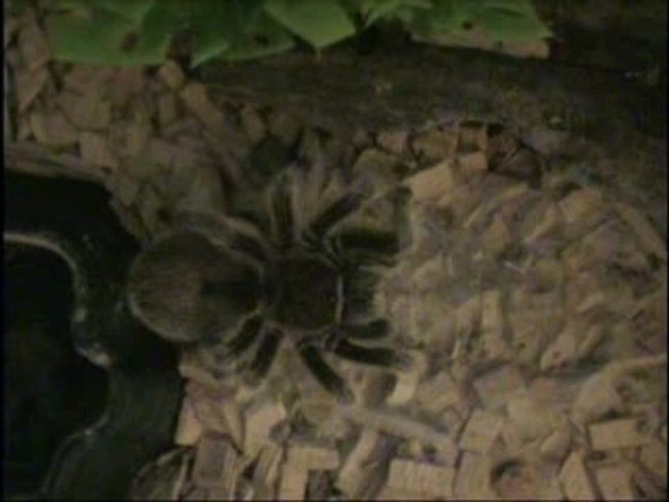 Video - Présentation de la mygale